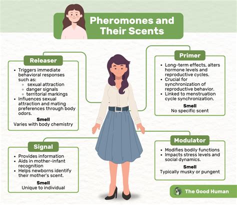 When a woman is aroused, it may trigger a release of pheromones from her body that can give off a distinct smell. . What do pheromones smell like